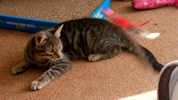Cats still catting Part 4