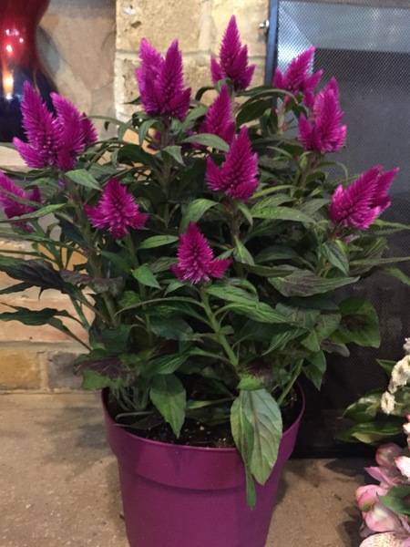 Another plant ID!