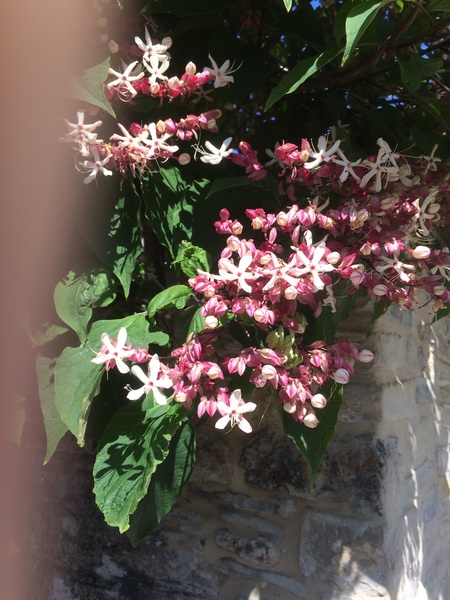 Plant identification please!