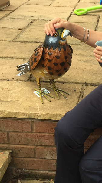 To have bought ds's teacher a giant kestrel?