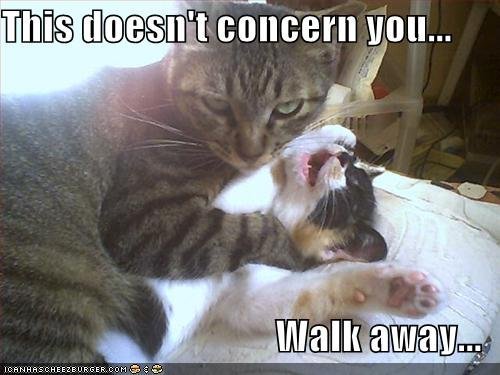 Can we have a funny cat stuff from the web thread?