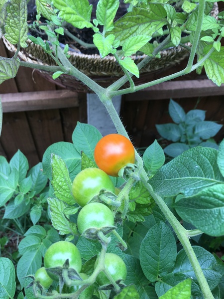 Allotment?Veg Patch Thread 10 - Plotmenters  busy into summer ! and loving James Wong