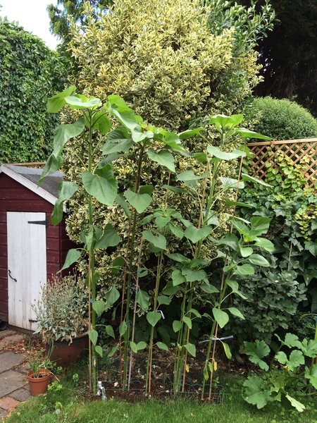 Sunflowers