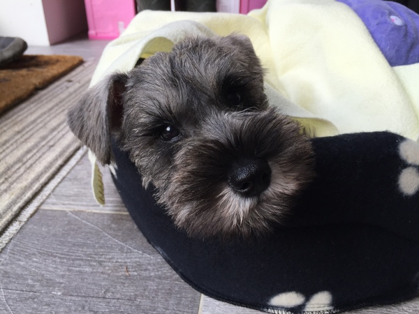 Does anyone fancy a puppy survival thread part 3