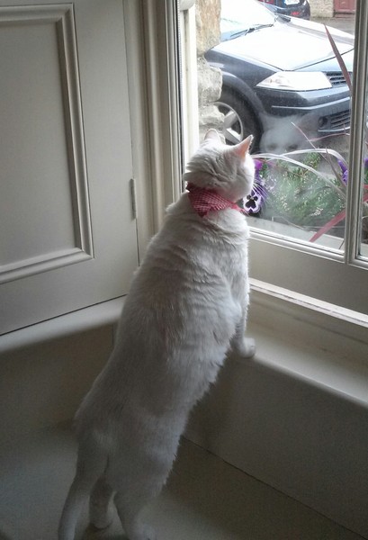 Cats still catting Part 4