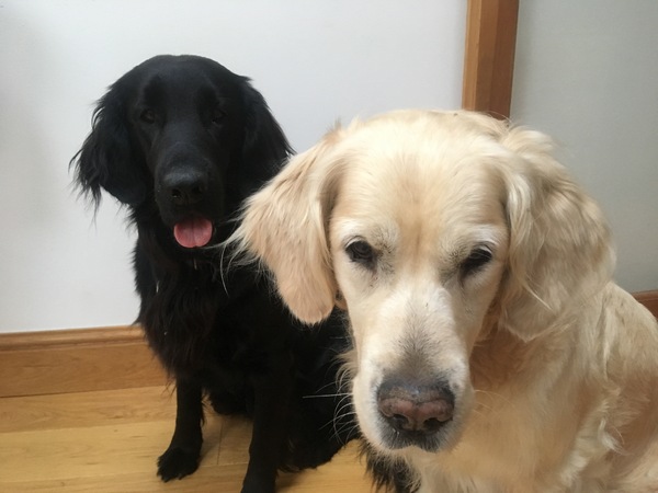 Tell me what dog to get!