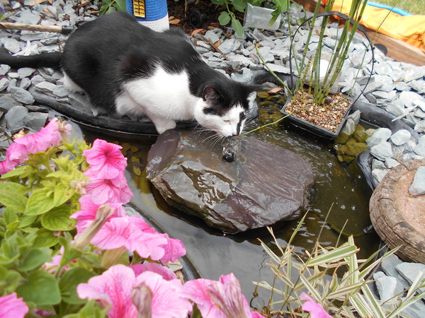 Cats still catting Part 4