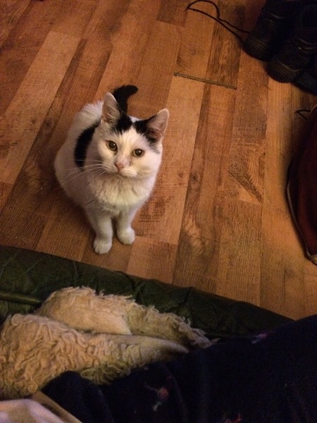 Having my cat pts in a couple of hours