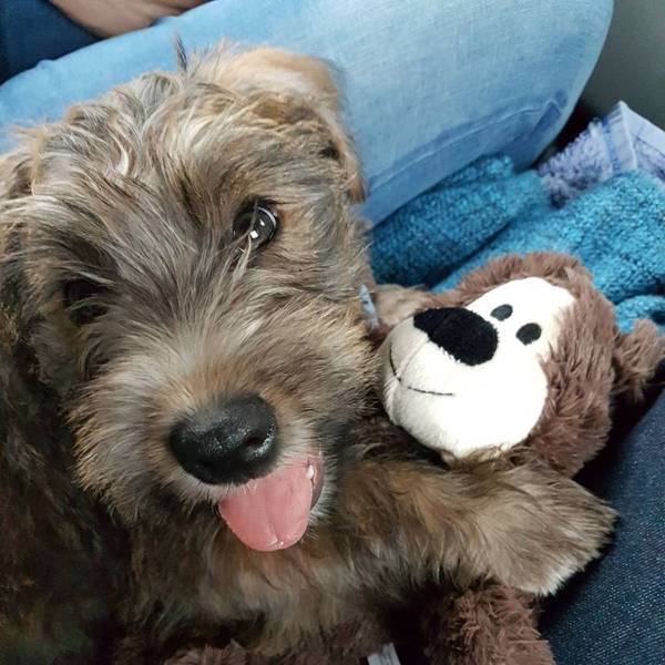 Does anyone fancy a puppy survival thread part 3