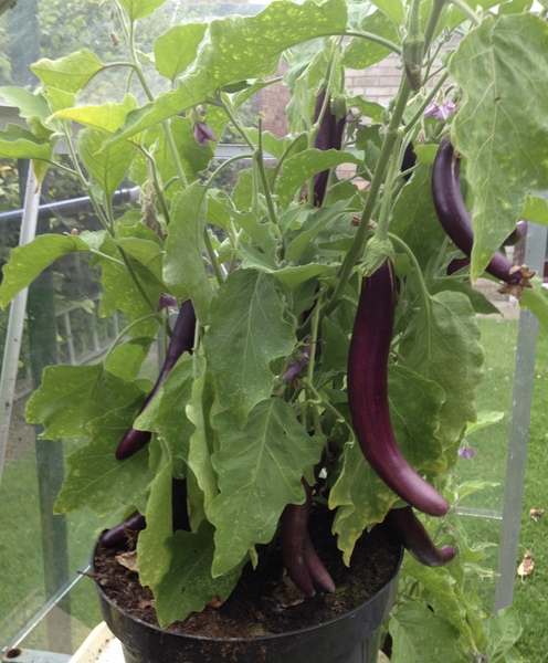 Allotment?Veg Patch Thread 10 - Plotmenters  busy into summer ! and loving James Wong