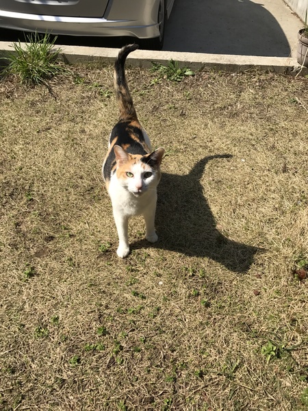 New kitten 😸 is she a Calico???