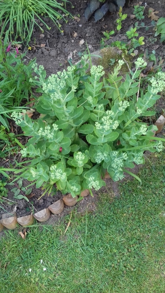 Whats this plant?