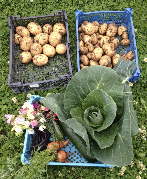 Allotment?Veg Patch Thread 10 - Plotmenters  busy into summer ! and loving James Wong