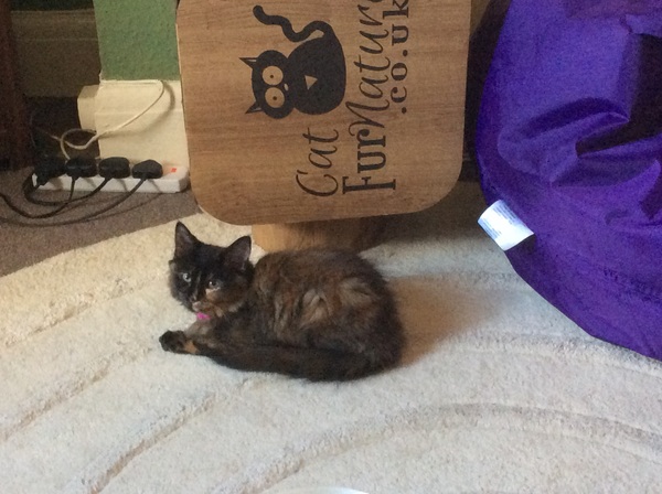 So who got a new kitten recently? Let's see then.