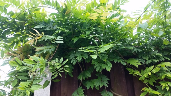 Plant identification please