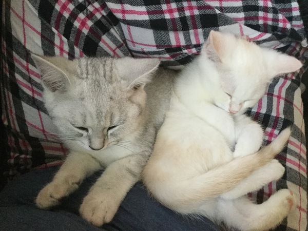 Switching kittens from cheapo wet pouches to better quality, how long do the runs last?