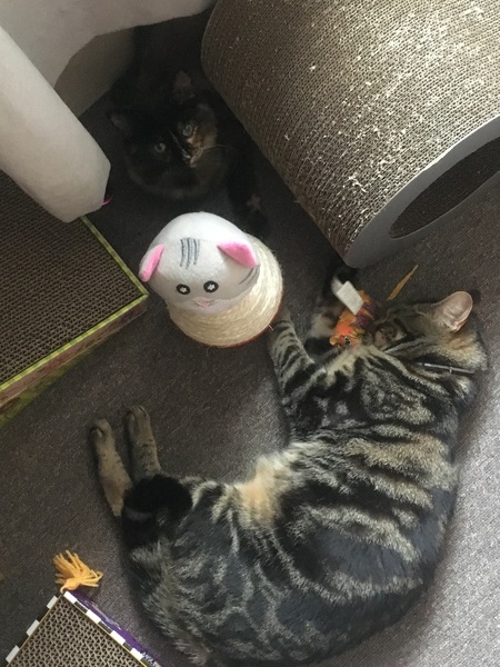 Cats still catting Part 4