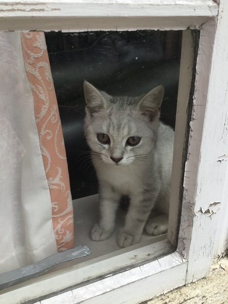 Switching kittens from cheapo wet pouches to better quality, how long do the runs last?