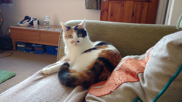 New kitten 😸 is she a Calico???