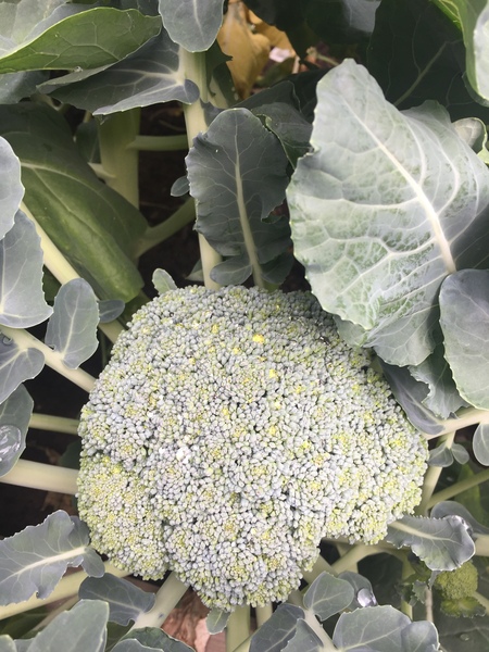 Allotment?Veg Patch Thread 10 - Plotmenters  busy into summer ! and loving James Wong