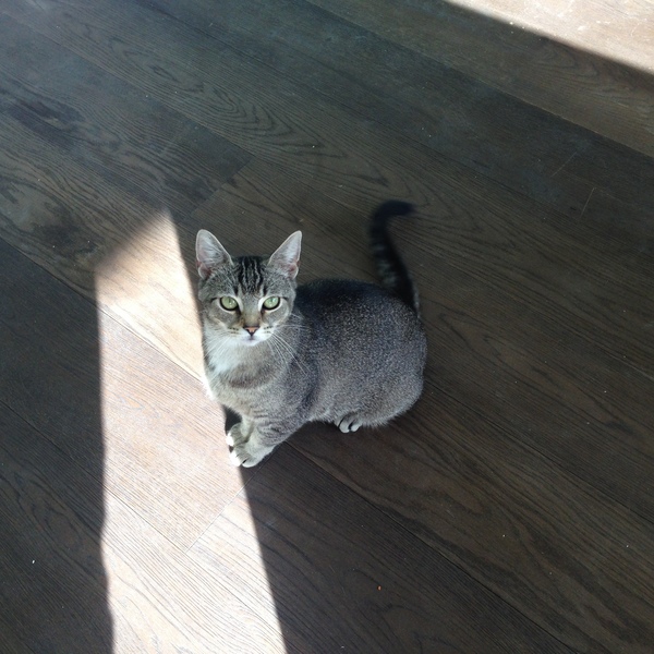New fosters - mum and ickle kitten (with pics)!