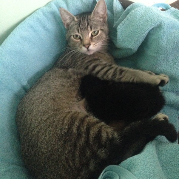 New fosters - mum and ickle kitten (with pics)!
