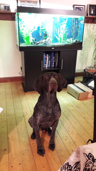 Tell me what dog to get!