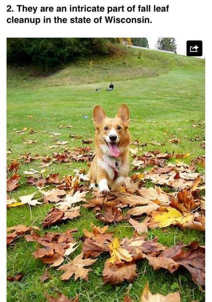 Tell me what dog to get!