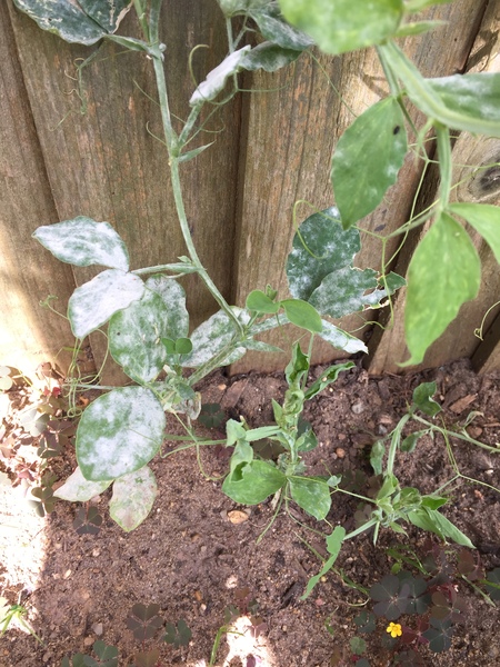 What is the white dusty stuff for n my alseeet pea?