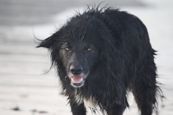 Tell us what your pets mean to you - for a chance to win a Fitbit Alta plus a copy of Finding Gobi. Now closed.