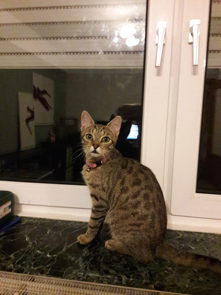 Does anyone have a Savannah cat?