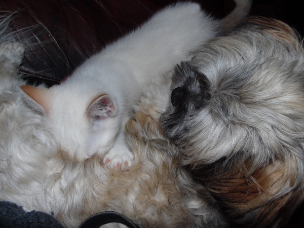 Slightly odd cats.