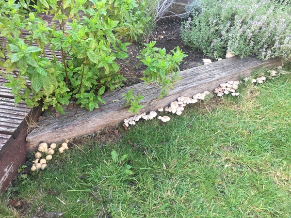 Mushrooms