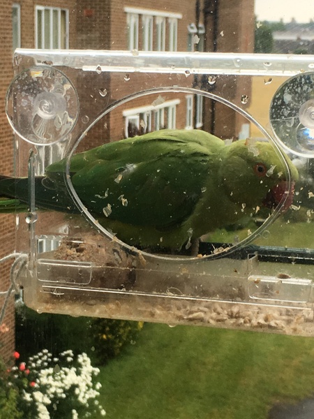 I appear to be living in pigeon street