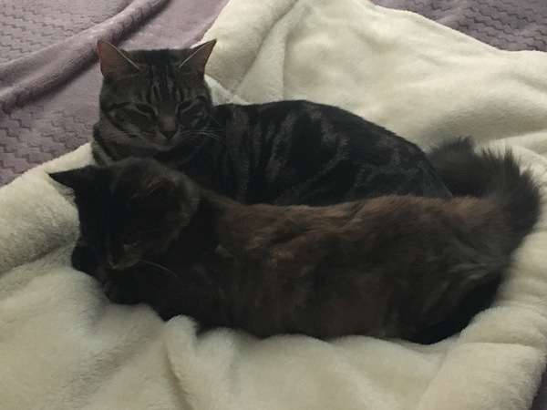 Cats still catting Part 4