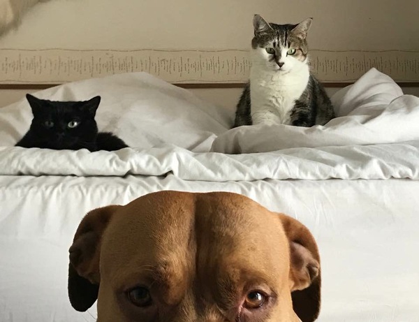 Advice! Introducing dog to resident cats