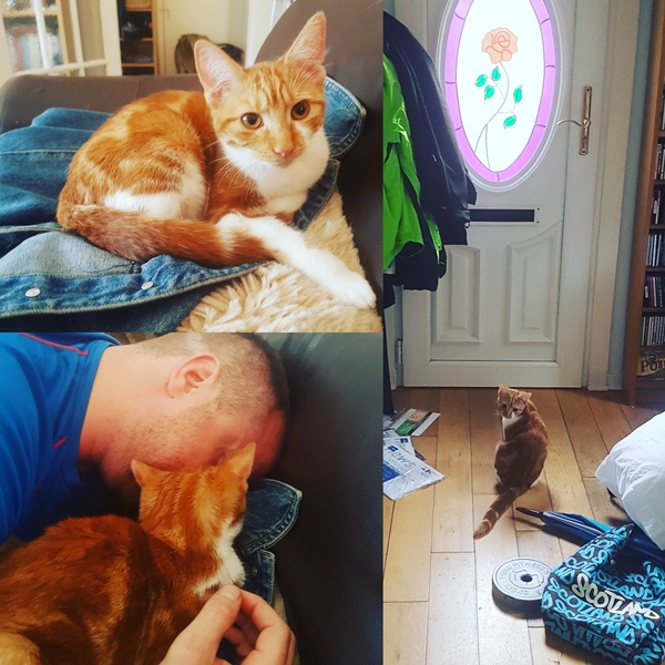 Cats still catting Part 4