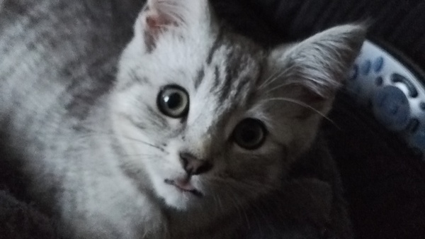 So who got a new kitten recently? Let's see then.