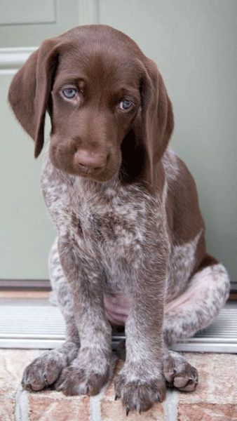 Tell me what dog to get!