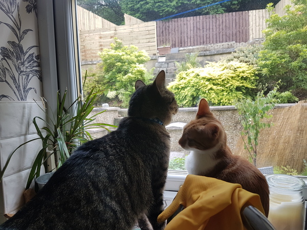 Cats still catting Part 4