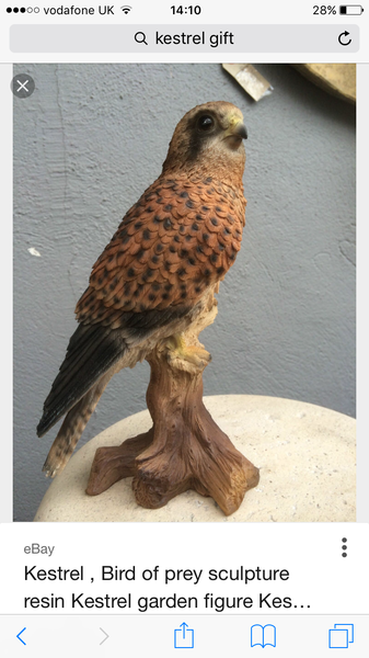 To have bought ds's teacher a giant kestrel?