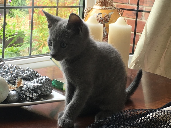 Kitten coming soon, what do we need and where to put it?