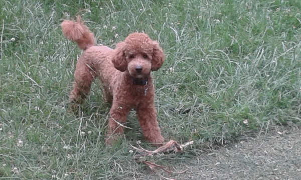Please help, struggling with difficult dog and dd can't have her friends round