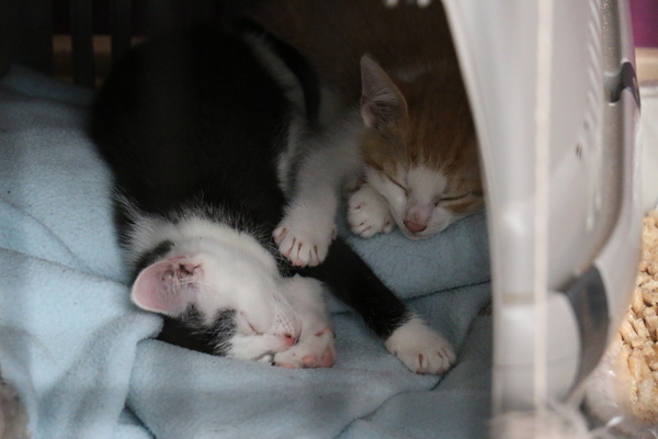So who got a new kitten recently? Let's see then.