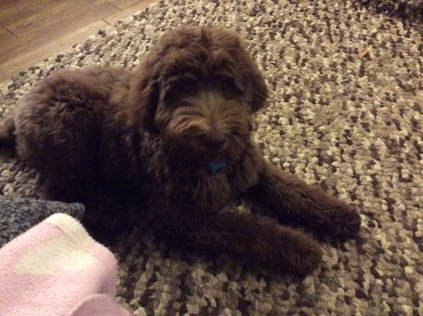 Tell us what your pets mean to you - for a chance to win a Fitbit Alta plus a copy of Finding Gobi. Now closed.