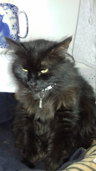 Rescuing a cat tomorrow, DH now unsure...