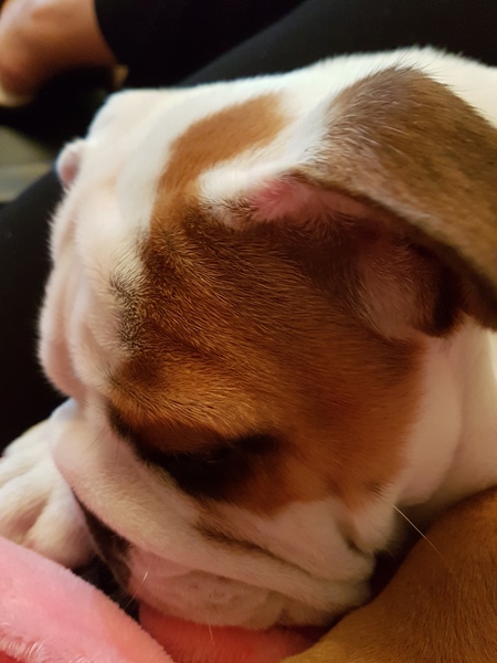 Does anyone fancy a puppy survival thread part 3
