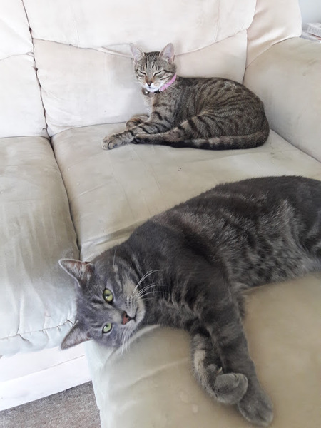 Zelda the abandoned Savannah checking in.
