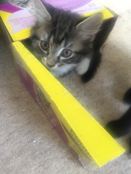 So who got a new kitten recently? Let's see then.