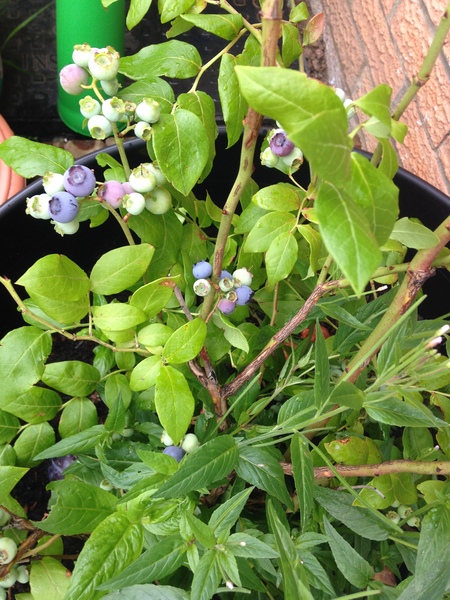 Find out how MNers are getting on with their Homebase Garden Goals challenge NOW CLOSED